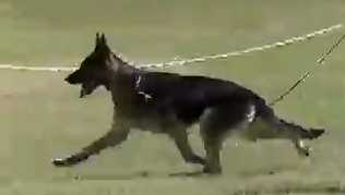 Zytut-Hicliff Osor Holly Noel | German Shepherd Dog 