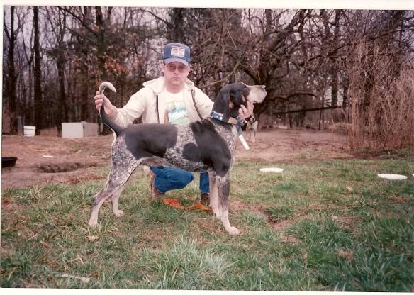 Uchtman's Blue Ranger V | Bluetick Coonhound 