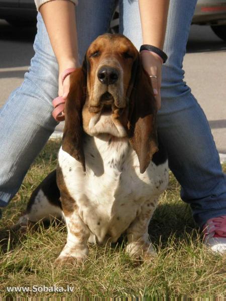 ILGA LOTOS SIMFONYA | Basset Hound 