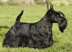 Lucia's Dream Storm In A Teacup | Scottish Terrier 