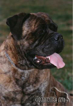 JOBULL`S MODERN MILLIE | Bullmastiff 