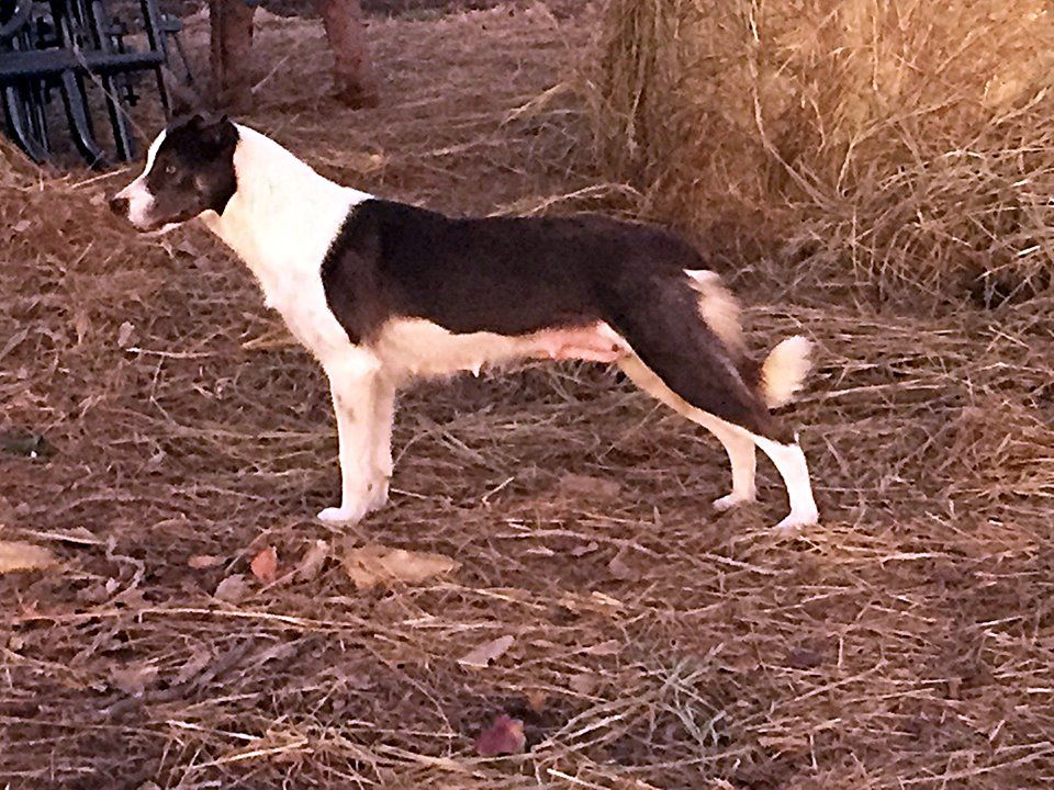 B24 Lily ABC 436635 | Border Collie 