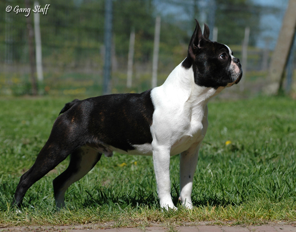 Toir Prestizh AVATAR | Boston Terrier 