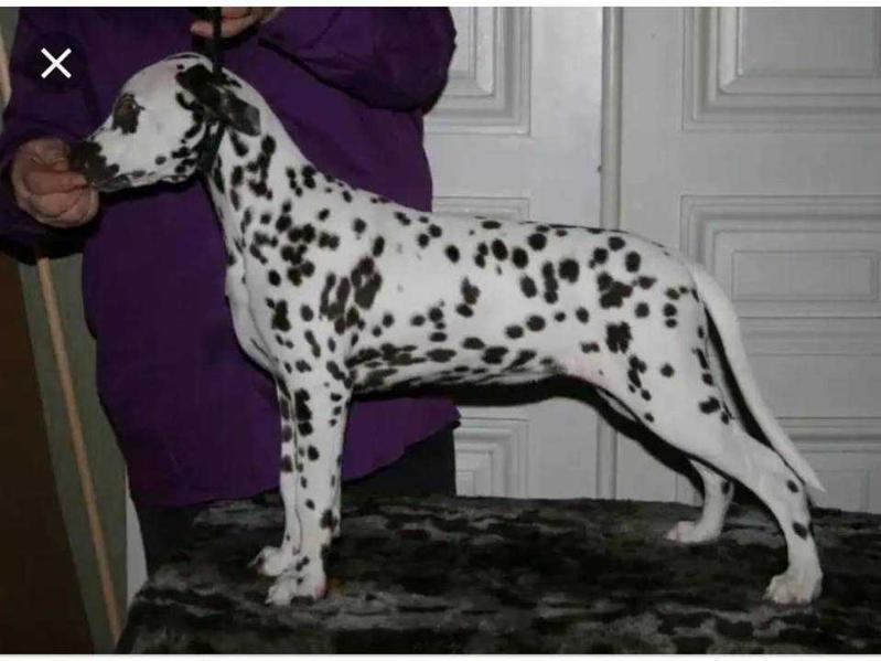Jilloc's Vic Junior | Dalmatian 