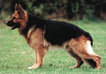 Ringo von der Bombardshöhe | German Shepherd Dog 