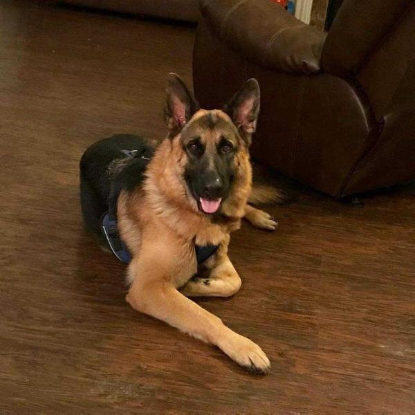 Neptune Von Batu Kramer | German Shepherd Dog 
