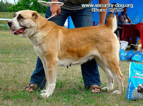 DARSTAN DZHANAT | Central Asian Shepherd Dog 