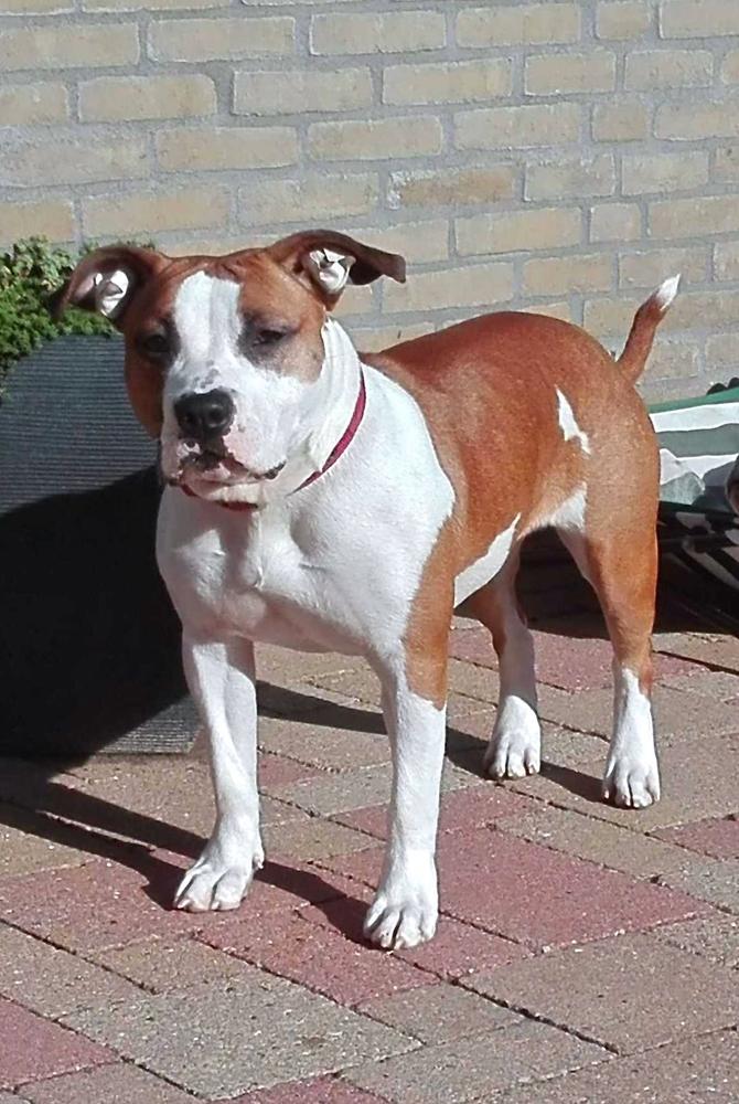 Carmichael's Let Love Rule | American Staffordshire Terrier 
