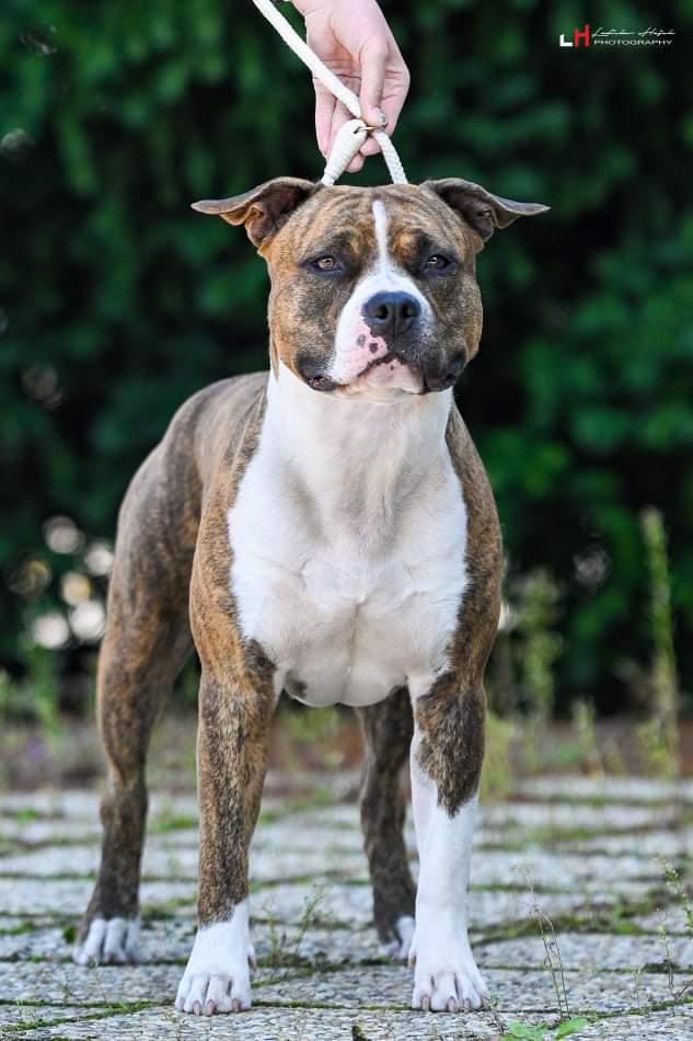 Geremio Jesse from Castle Morris | American Staffordshire Terrier 