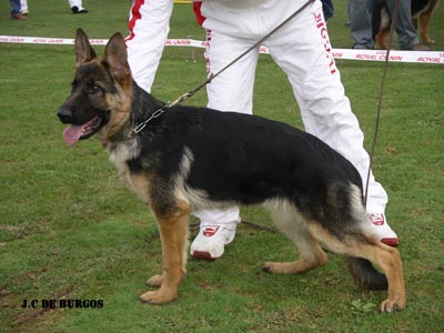 Hoshl de Big-Fai | German Shepherd Dog 