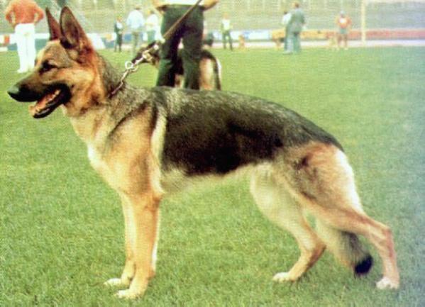 Joga von Adeloga | German Shepherd Dog 