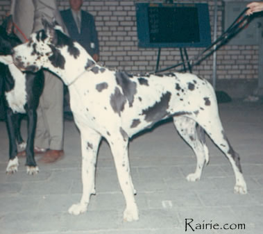 Candy Vom  Riedstern | Great Dane 