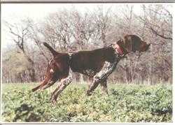 Stradivarius Baroque | German Shorthaired Pointer 