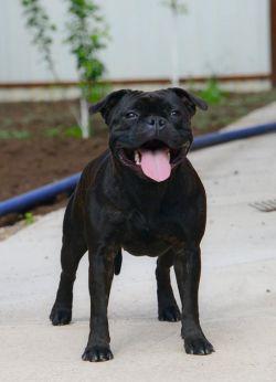 Diamond Chase Felicia At Staffi Family | Staffordshire Bull Terrier 