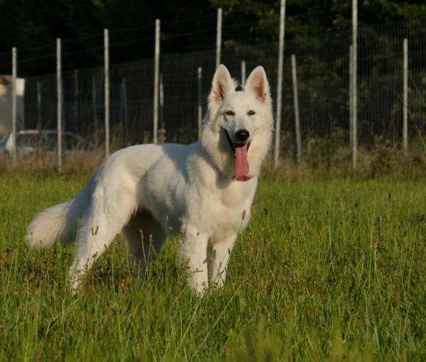 Regius Cersei Lannister | White Swiss Shepherd Dog 