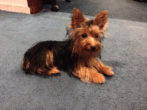 Frankie Arenas | Yorkshire Terrier 