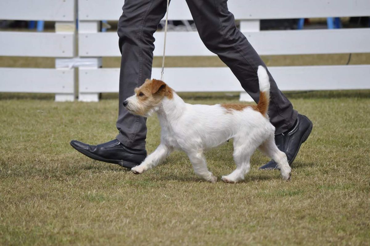 Giulia of Kenjis Home | Jack Russell Terrier 