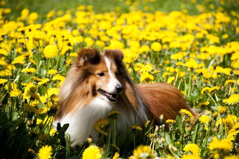 YANKO z Puli Szczescia | Shetland Sheepdog 