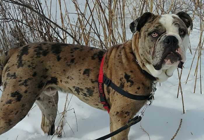 CCA's Sir Mowgli | Alapaha Blue Blood Bulldog 