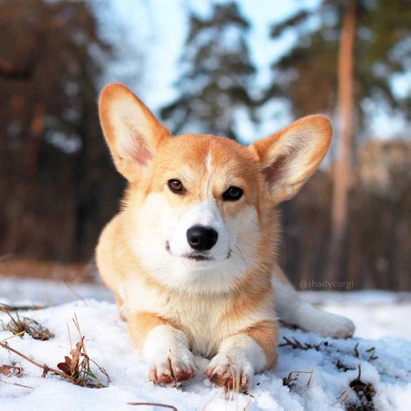 Shadow of the Moon z Azovskogo Berega | Pembroke Welsh Corgi 