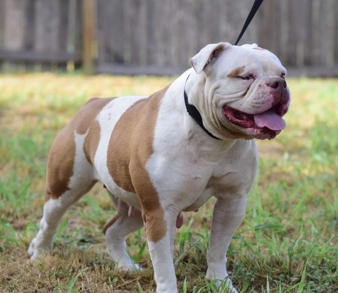 Strong Side Athena of Deep South | American Bulldog 