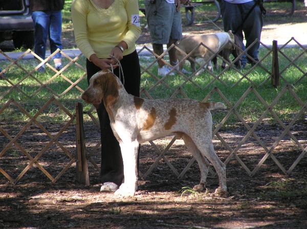 Prince Hector di Casa Bravo | Bracco Italiano 