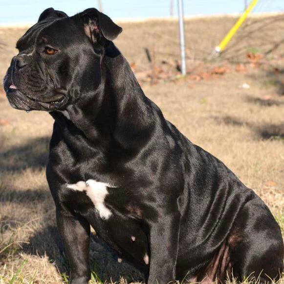 Redgator's Shade | Olde English Bulldogge 