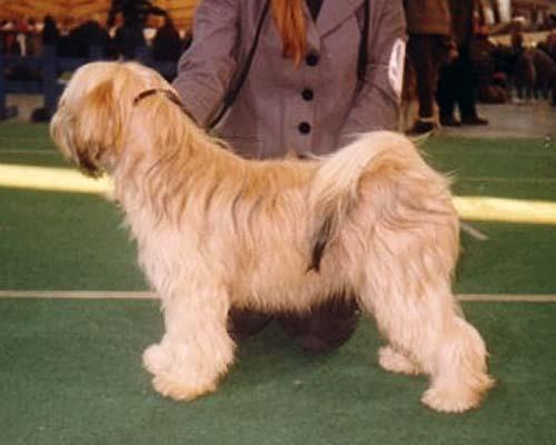 PINDAROS ABOVE ALL | Tibetan Terrier 