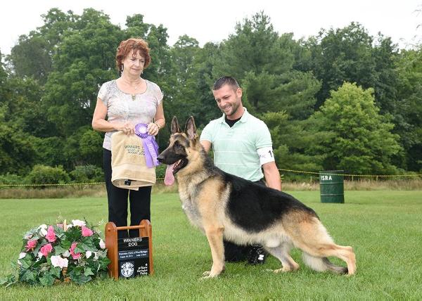 Hylock's Q | German Shepherd Dog 