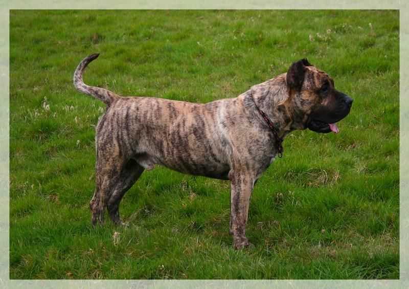 Kobo Show Xanti Land | Perro de Presa Canario 