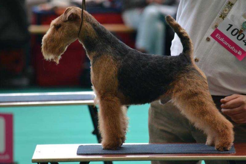 Heinerle von der Hohen Flur | Welsh Terrier 