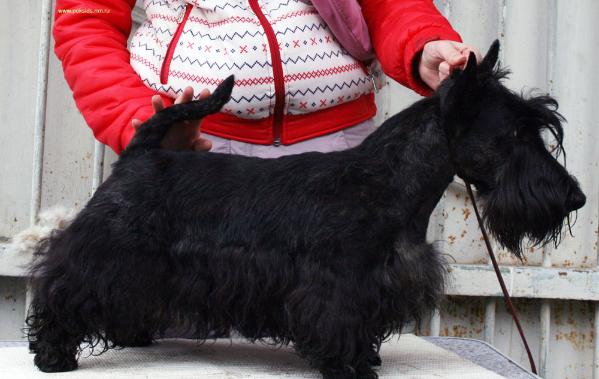 Zvezdnoe Show Cheriti to Monax | Scottish Terrier 