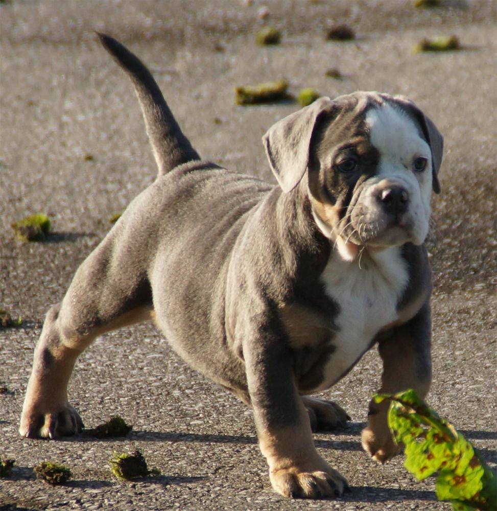 BigBiggerBulls Zero | Olde English Bulldogge 