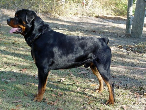 Hegestrauch Wairangikopu | Rottweiler 