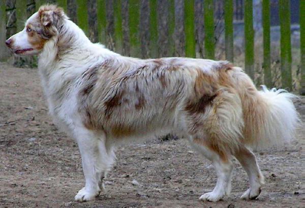 Henriet Czechmate | Border Collie 