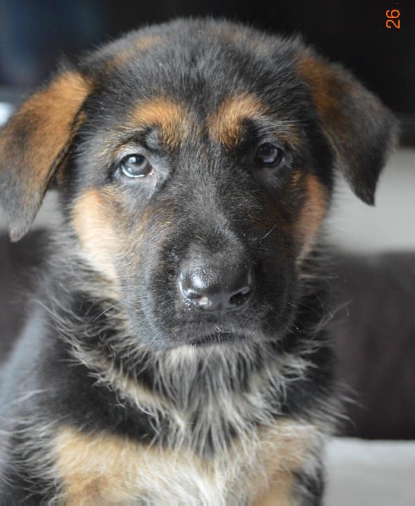 BMW vom  Appleridge Canisgalaxies | German Shepherd Dog 