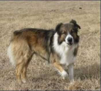 Quigly Downs | English Shepherd 