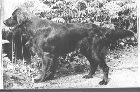 Pewcroft Plug | Flat-Coated Retriever 