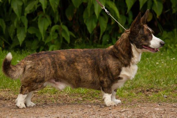 Cardoroth’s Ruben Lagus | Cardigan Welsh Corgi 