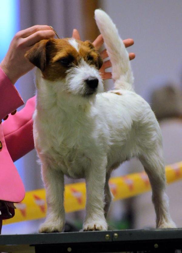 Jacks'R'us New Fairytale Jackpot | Jack Russell Terrier 