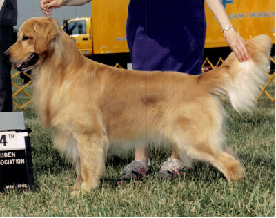 Faera's Future Classic | Golden Retriever 