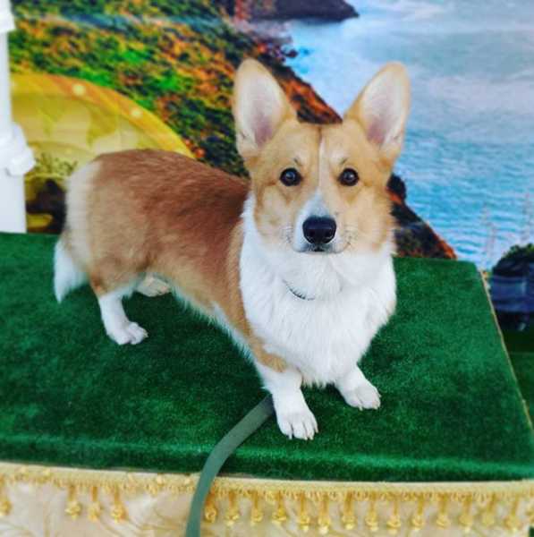 Sokrat Black Sea Navigator Krym | Pembroke Welsh Corgi 