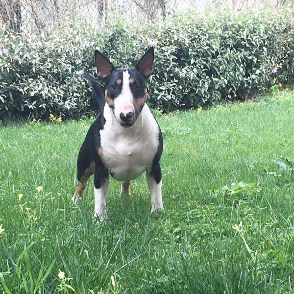 Bullistorgame Thay Sbully At Bullistar Nose | Bull Terrier 