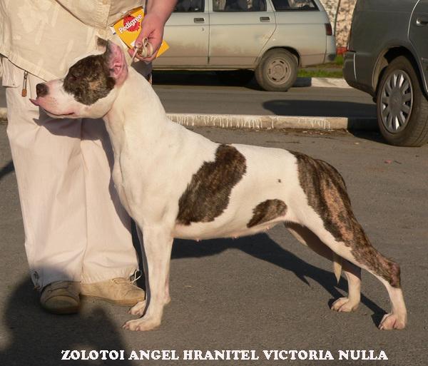 Zolotoi Angel Hranitel Victory Nulla | American Staffordshire Terrier 