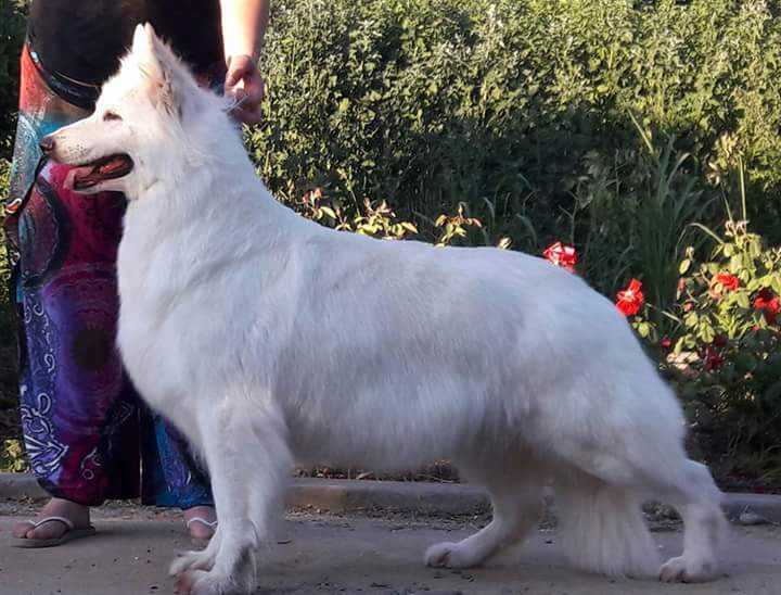 Antonia Skywolves | White Swiss Shepherd Dog 