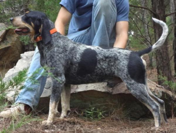 Ray's Blue Boomer | Bluetick Coonhound 