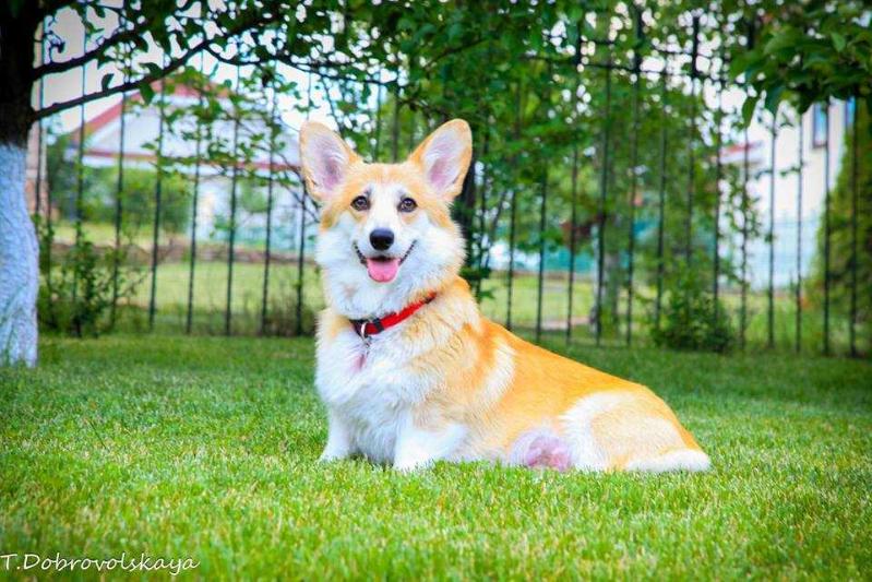 Fest Hauer Yasmona-Assol | Pembroke Welsh Corgi 