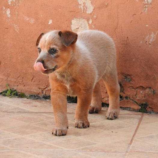 MINOTAURO RED HEELER'S SELIVON | Australian Cattle Dog 