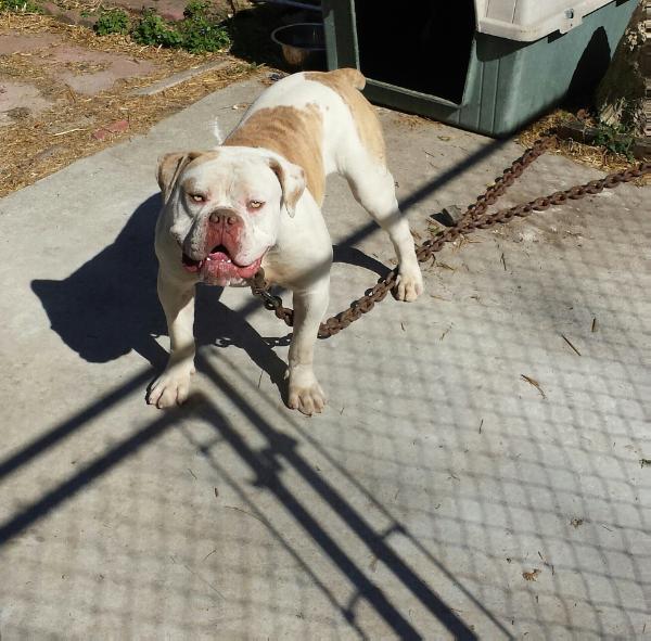 Dmv Kennels Chico | Olde English Bulldogge 