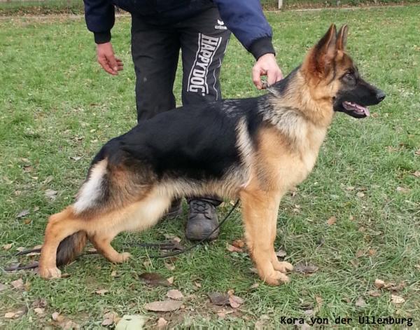 Kora von der Ullenburg | German Shepherd Dog 